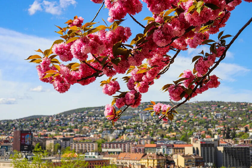 Best Credit Card Rewards for Spring Travel in 2025